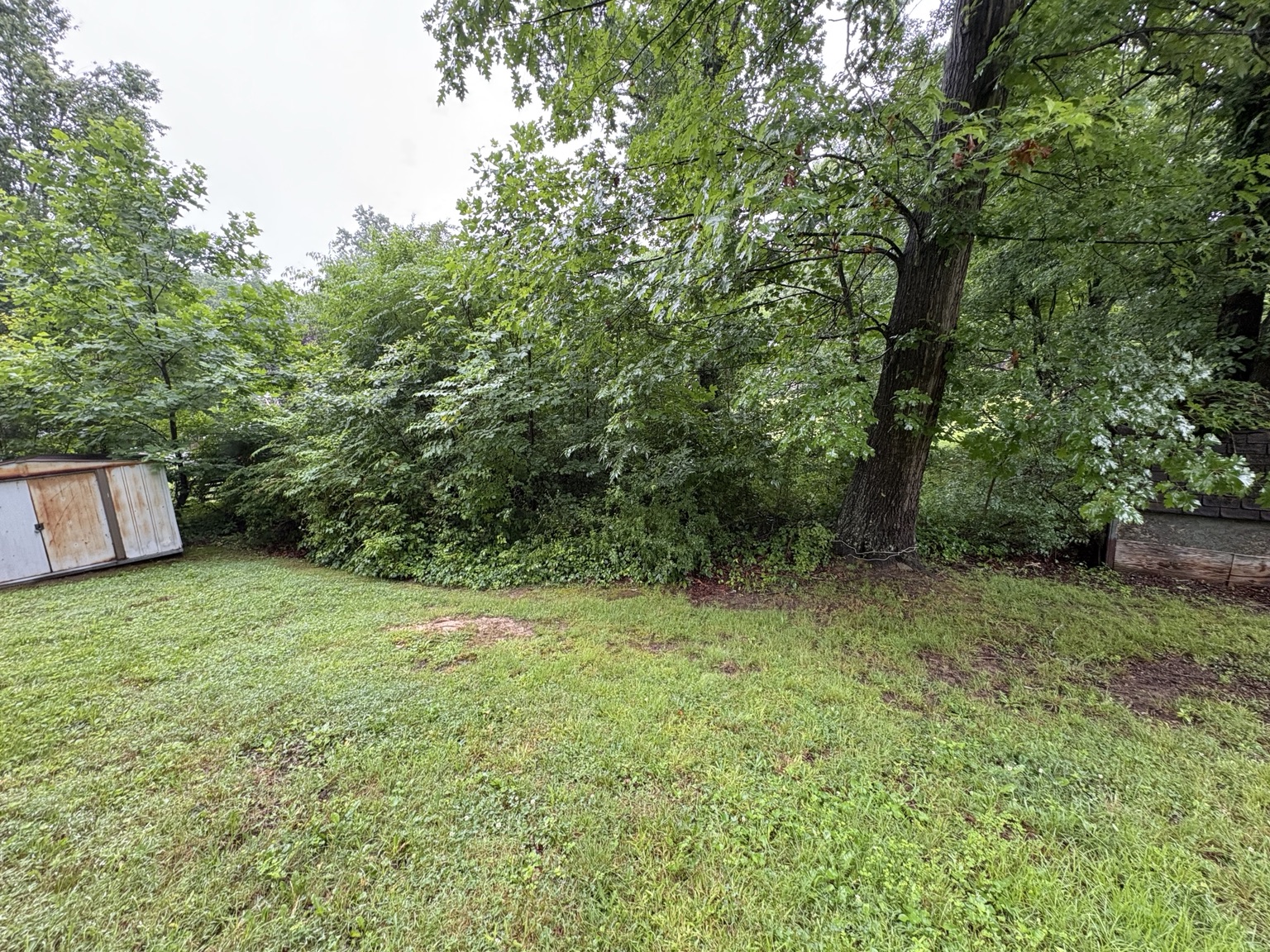Overgrown property before clearing